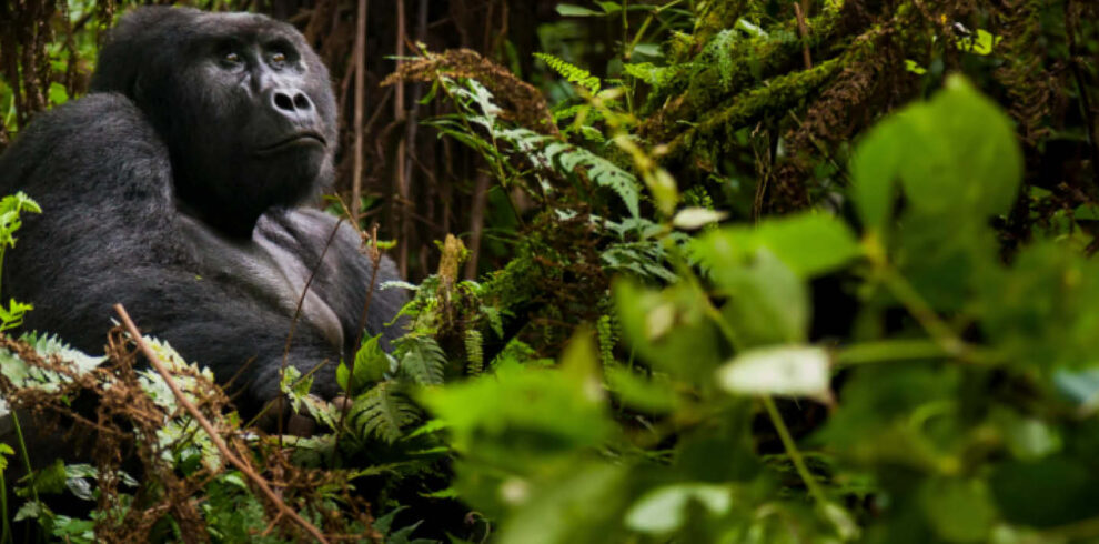 Mountain gorilla in the forest during gorilla trekking in Rwanda