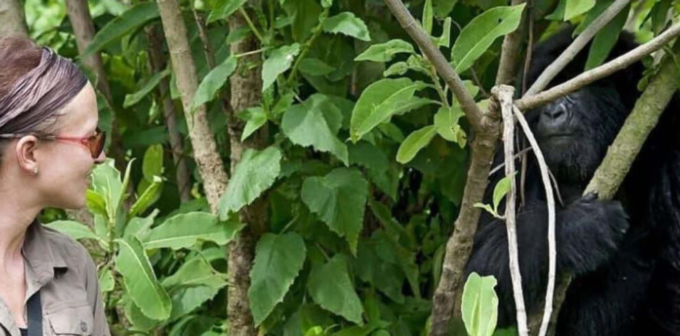 Gorilla Trekking in Uganda