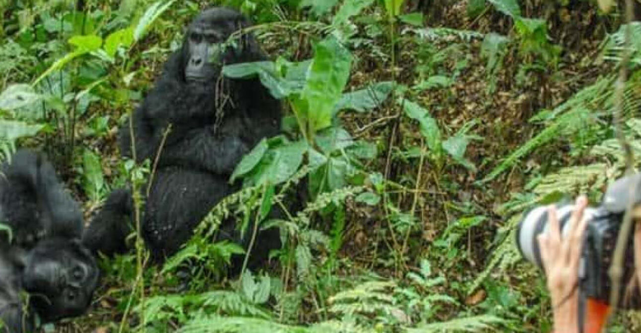 gorilla trekking mgahinga gorilla national park