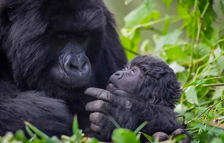 Gorilla Trekking Safaris Company