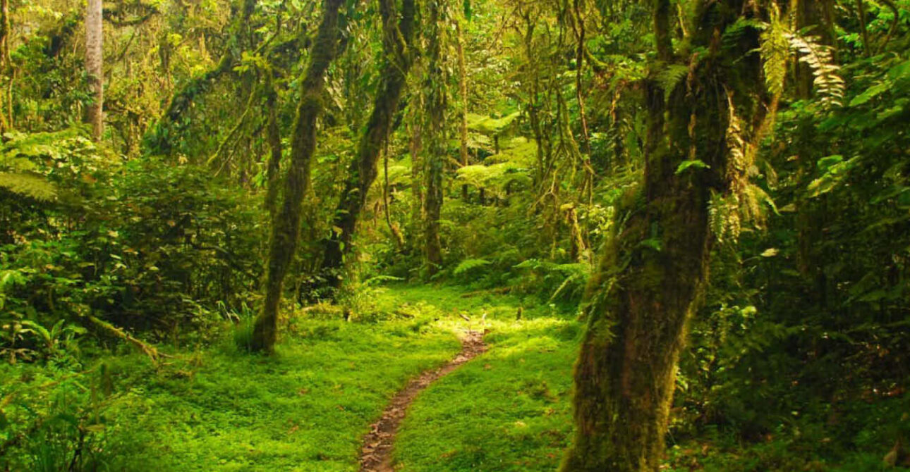 Bwindi forest trail for gorilla trekking in Uganda