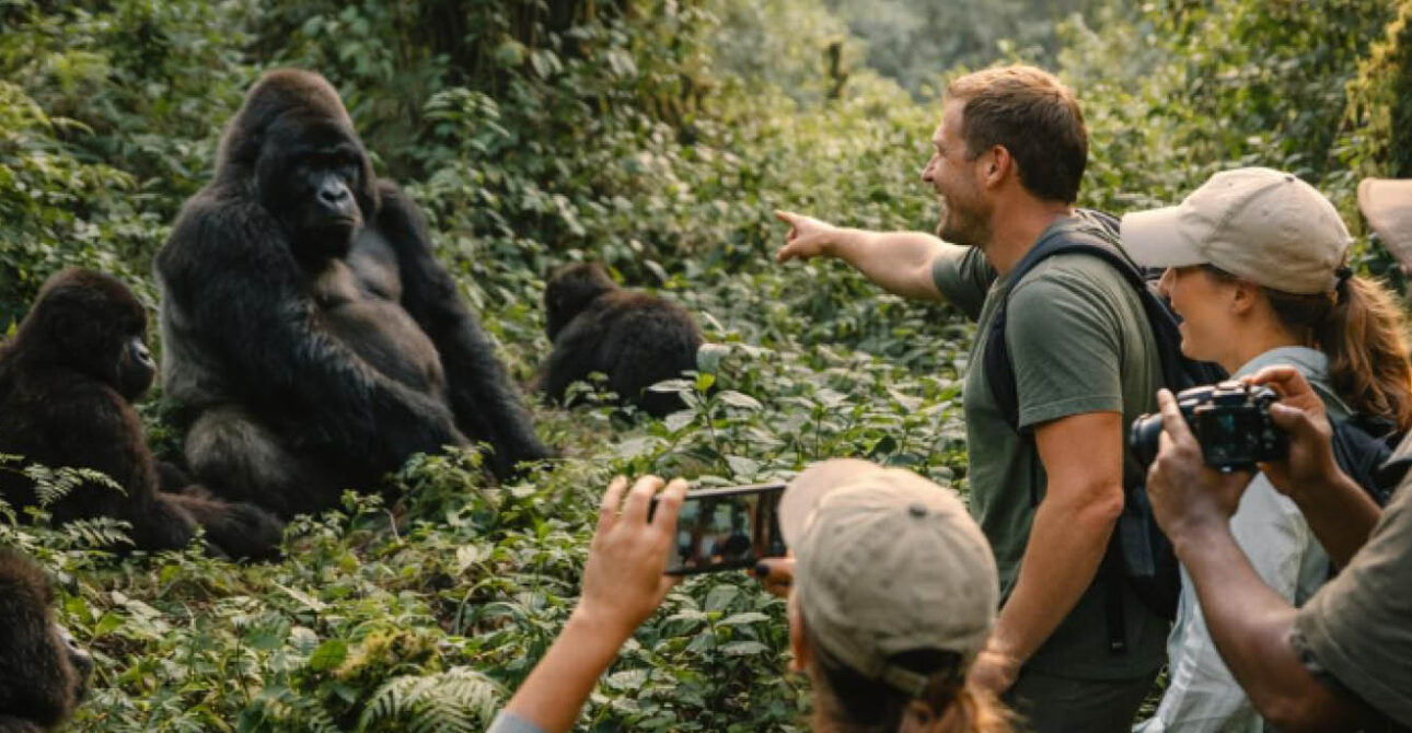 Travellers observing mountain gorillas during a guided trek
