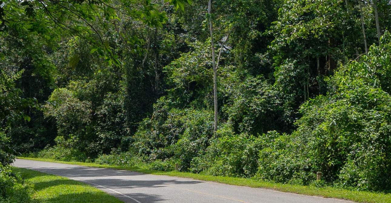kibale national park best time to visit forest road