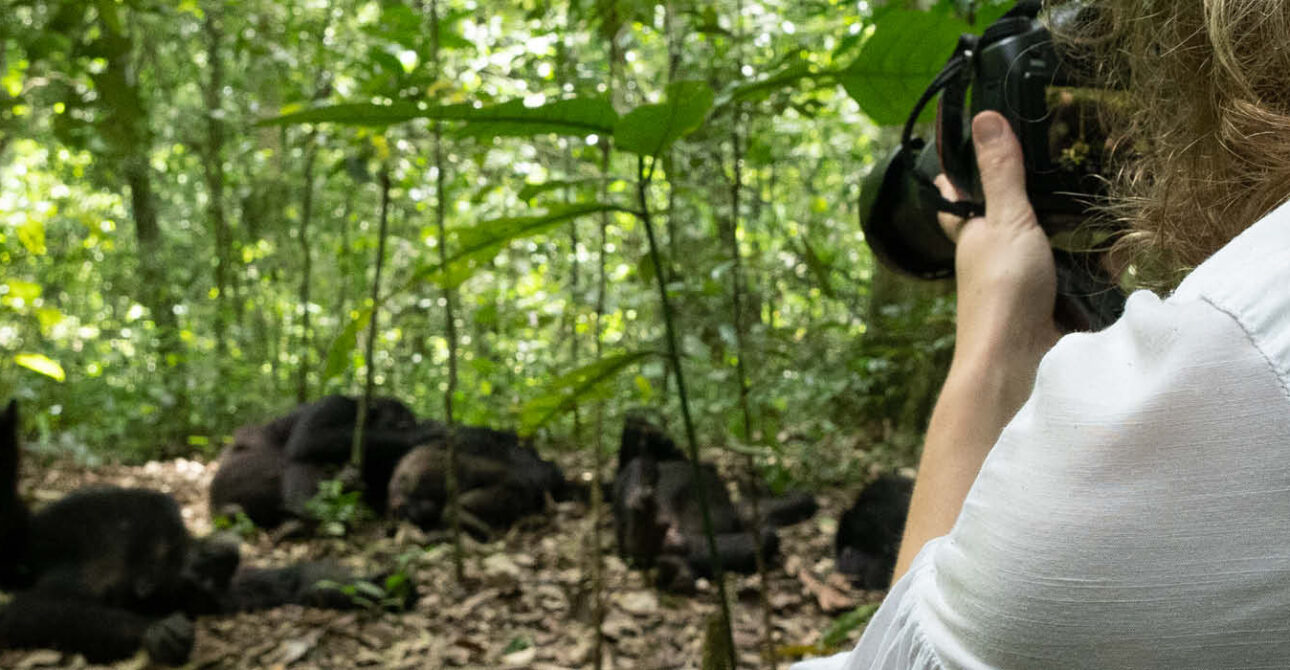 Visitor photographing chimpanzees during a guided forest experience in Kibale National Park, Uganda