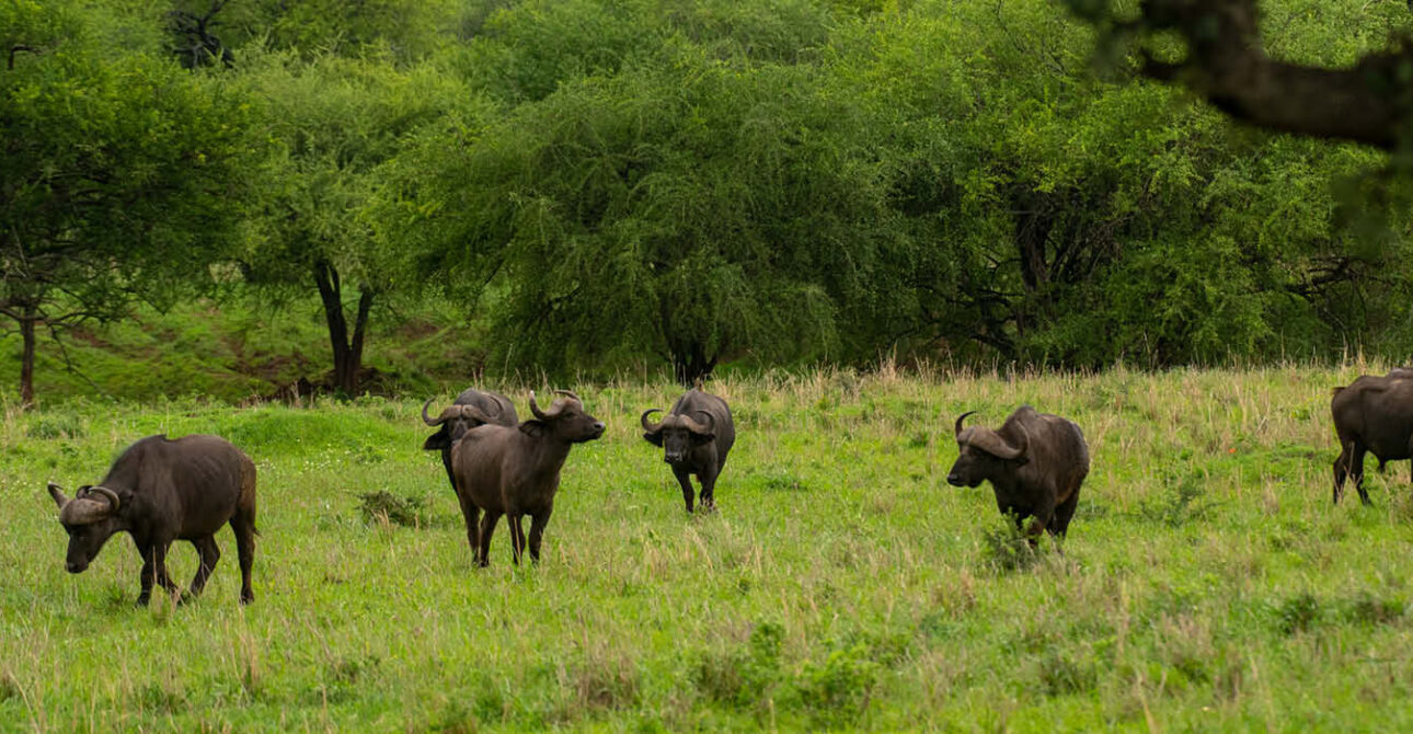 kidepo valley national park buffalo wildlife safari