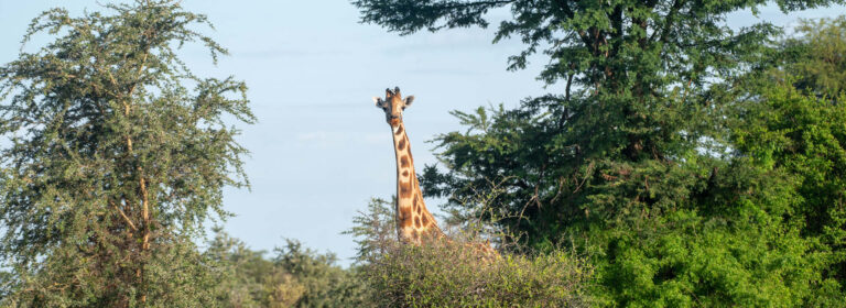 Giraffe standing among green shrubs and tall acacia trees in a savannah woodland habitat.