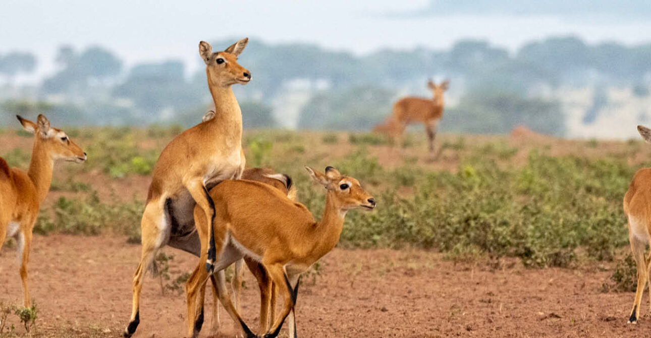 Impalas grazing and interacting in the open savannah landscape of Lake Mburo National Park, Uganda.