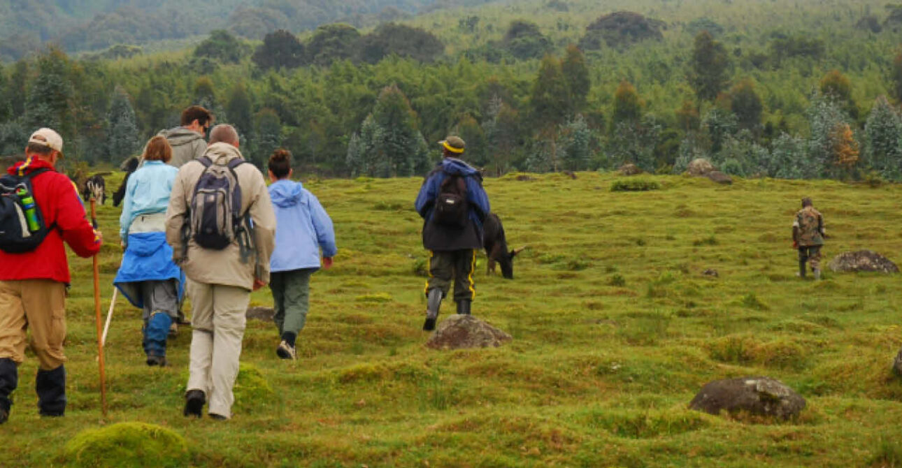 Group of travellers trekking across a green mountain landscape in Rwanda during a guided safari experience.