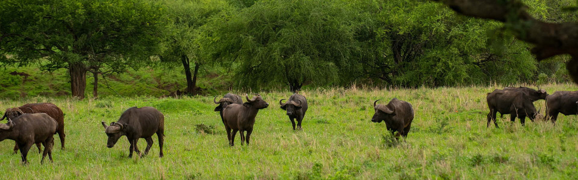African buffaloes grazing in Uganda's green savannah landscape, illustrating wildlife experiences on Luxury Safaris in Uganda and Rwanda.