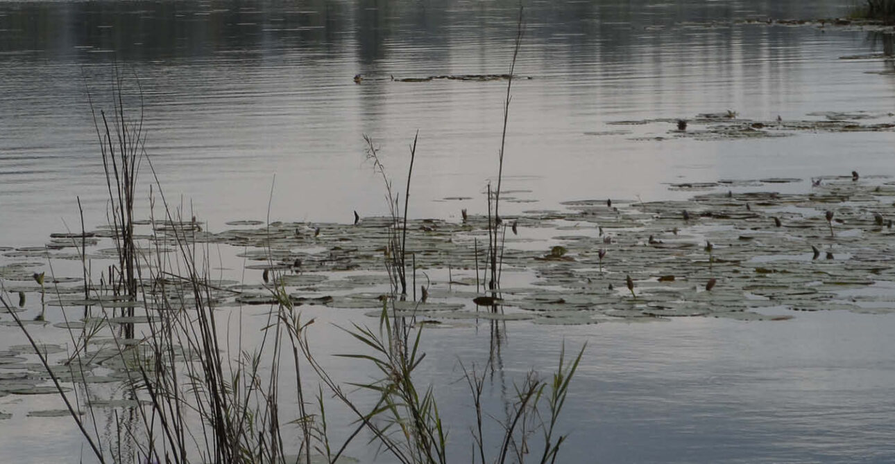 mabamba swamp wetland water lilies uganda