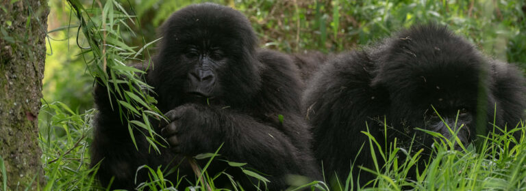 Two mountain gorillas resting among bamboo vegetation in Mgahinga Gorilla National Park, Uganda.