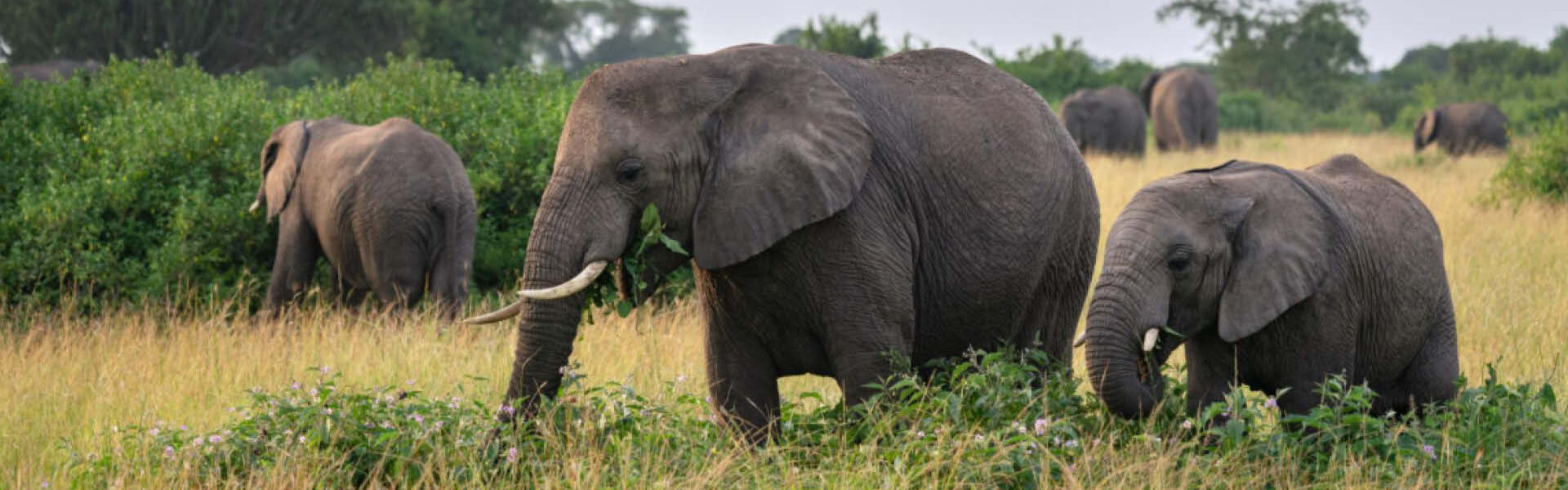 Elephants in Uganda's savannah landscape, illustrating wildlife experiences available on Mid-Range Safaris in Uganda.