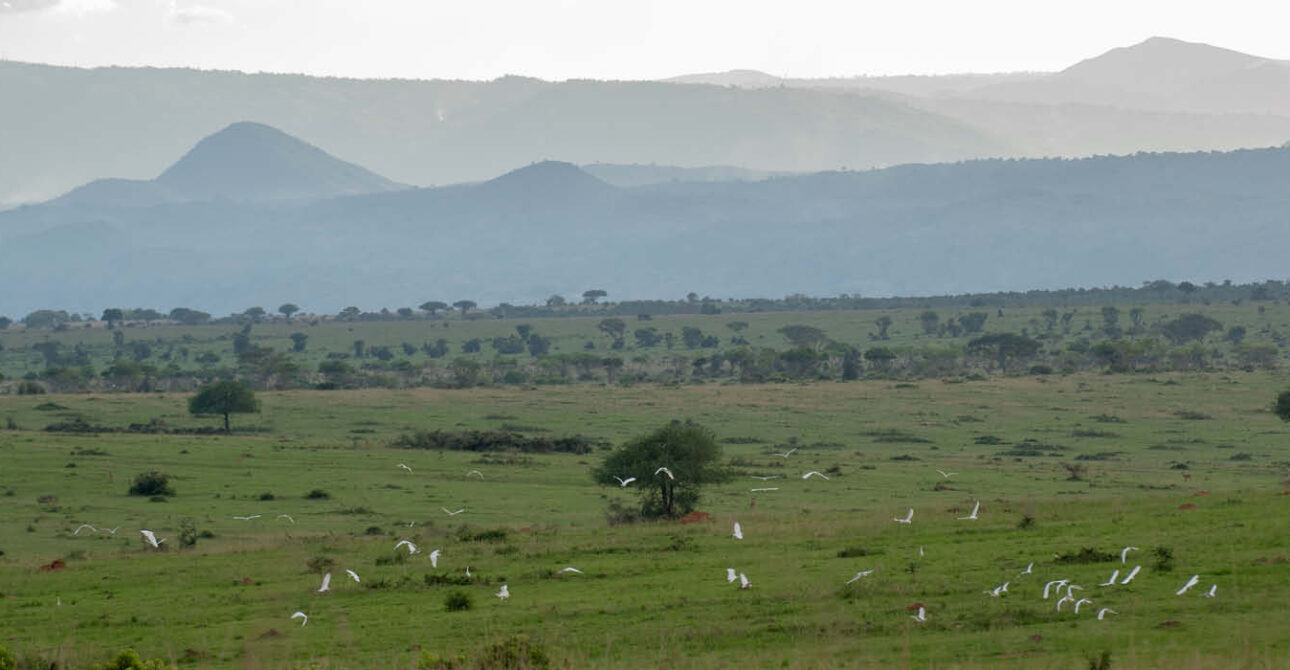murchison falls national park best time to visit savannah