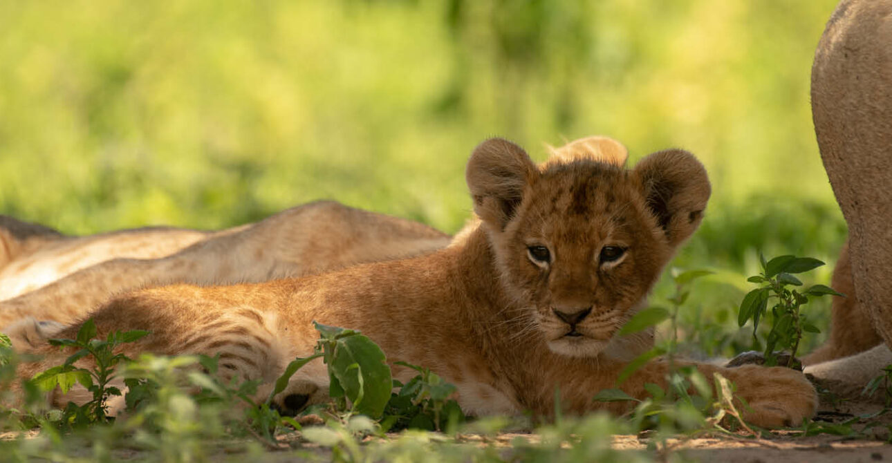 Lion cub resting beside adult lions in a grassy savannah habitat during a wildlife safari.
