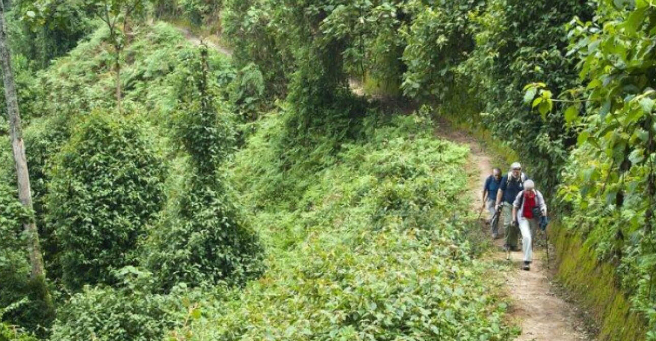 Travellers hiking through a forest trail in Uganda