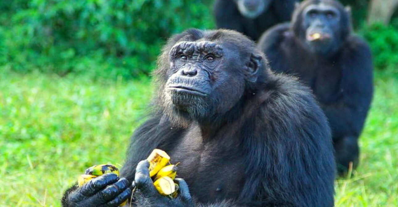ngamba island rescued chimpanzees feeding uganda
