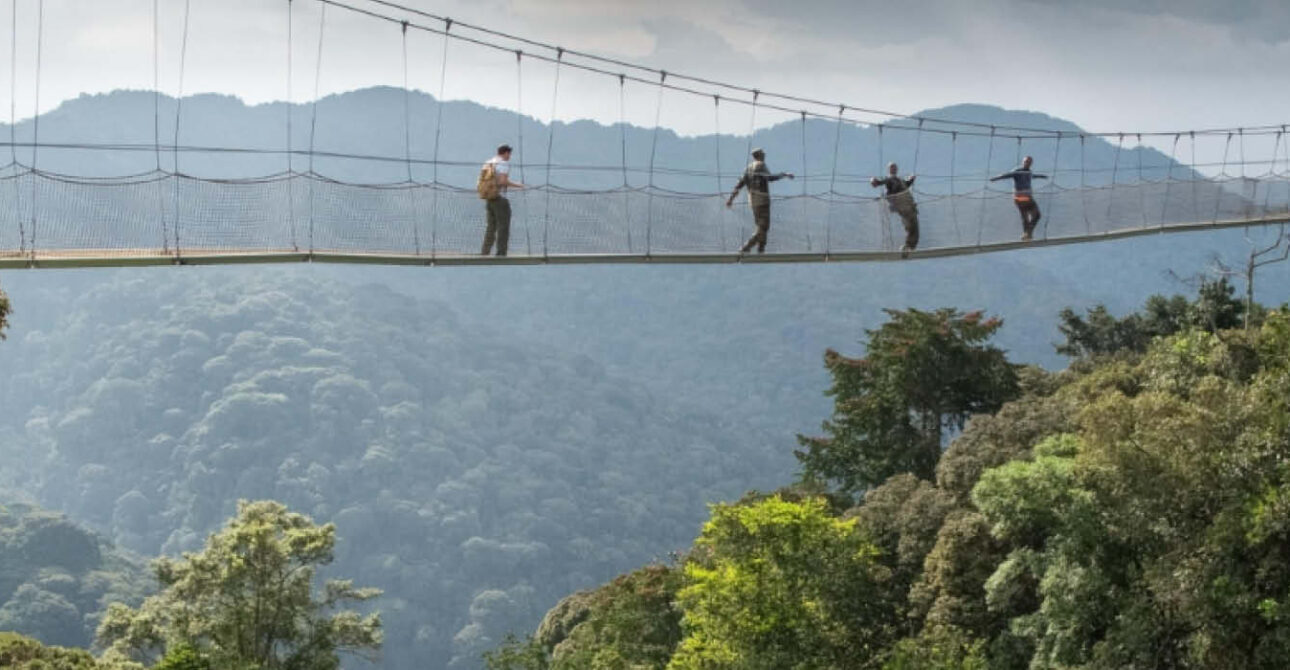 nyungwe forest canopy walkway visitors rwanda