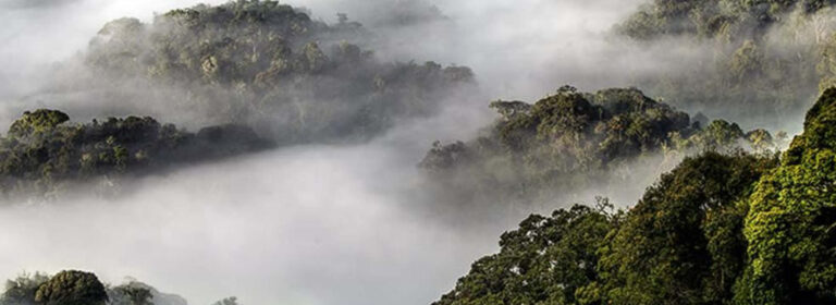 Tropical montane rainforest vegetation in Nyungwe Forest National Park, Rwanda.