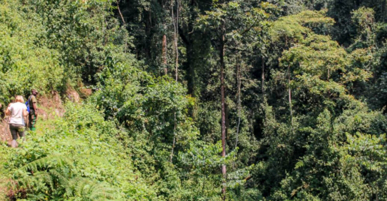 Travellers hiking through Nyungwe National Park in Rwanda