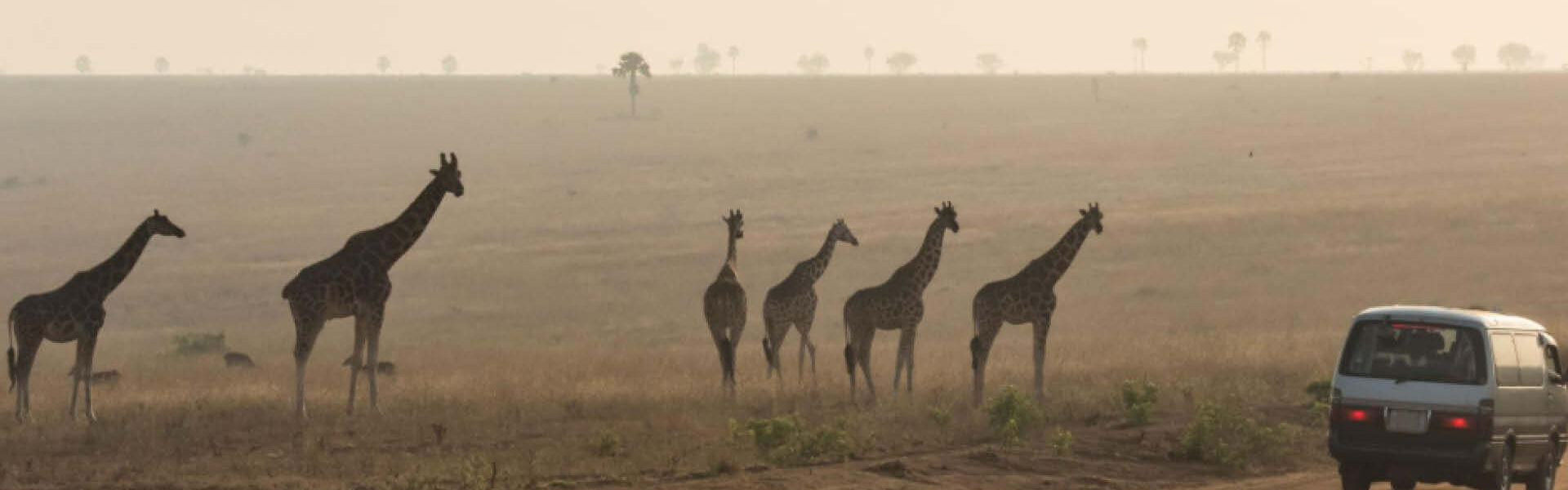Private safaris in Uganda and Rwanda offer personalised wildlife encounters,