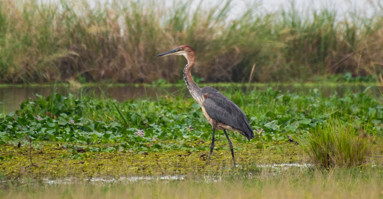 queen elizabeth national park best time to visit wetland bird