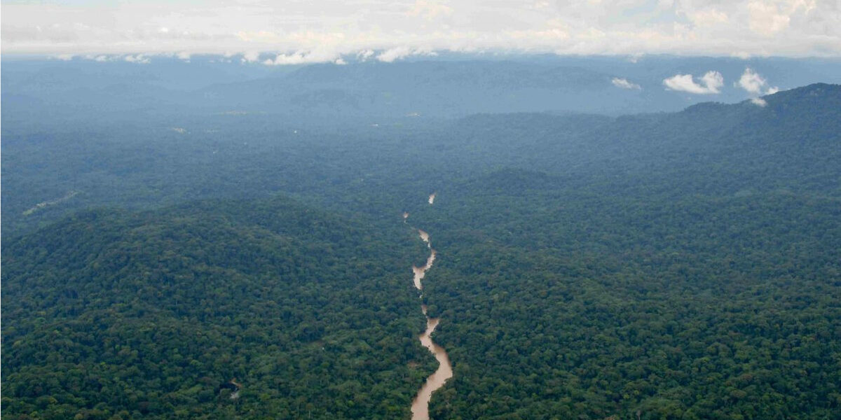 rwanda safari destinations nyungwe forest separator