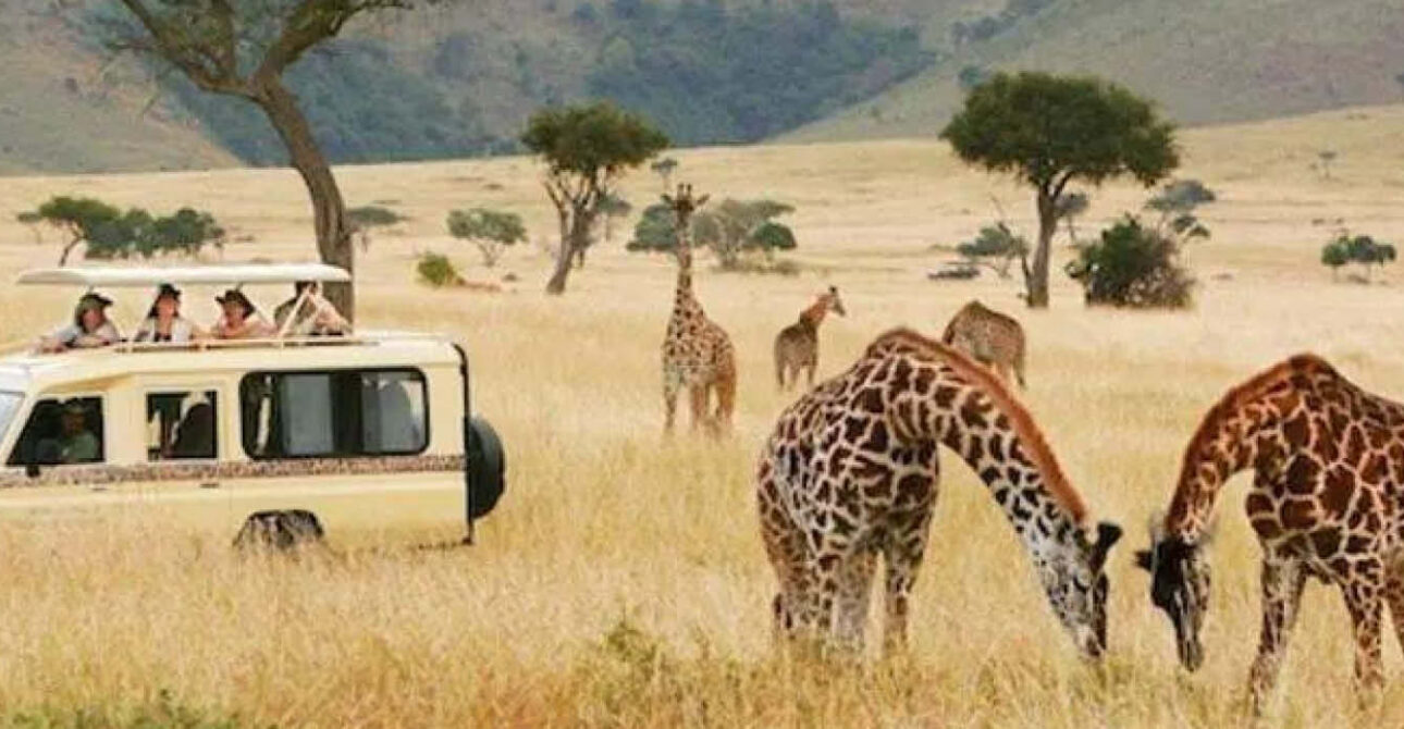 rwanda safari travellers giraffes akagera