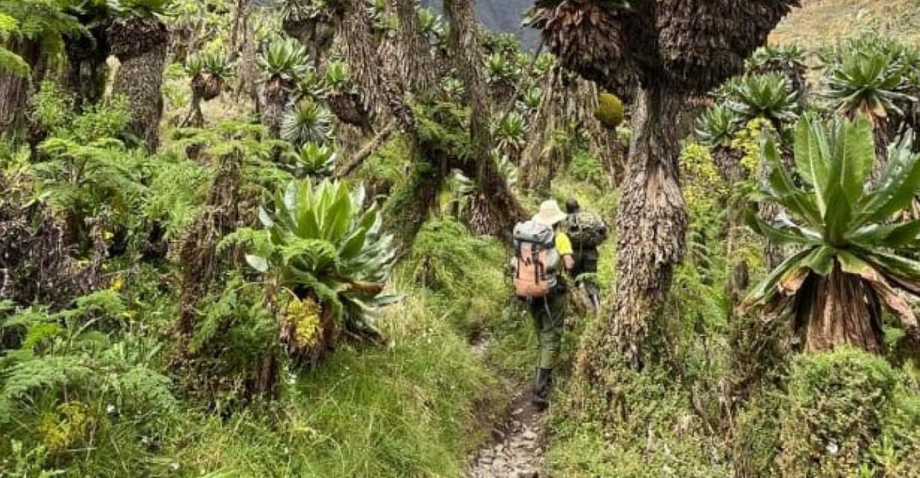 Trekkers hiking through giant Afro-alpine vegetation along a mountain trail in Uganda's Rwenzori Mountains.