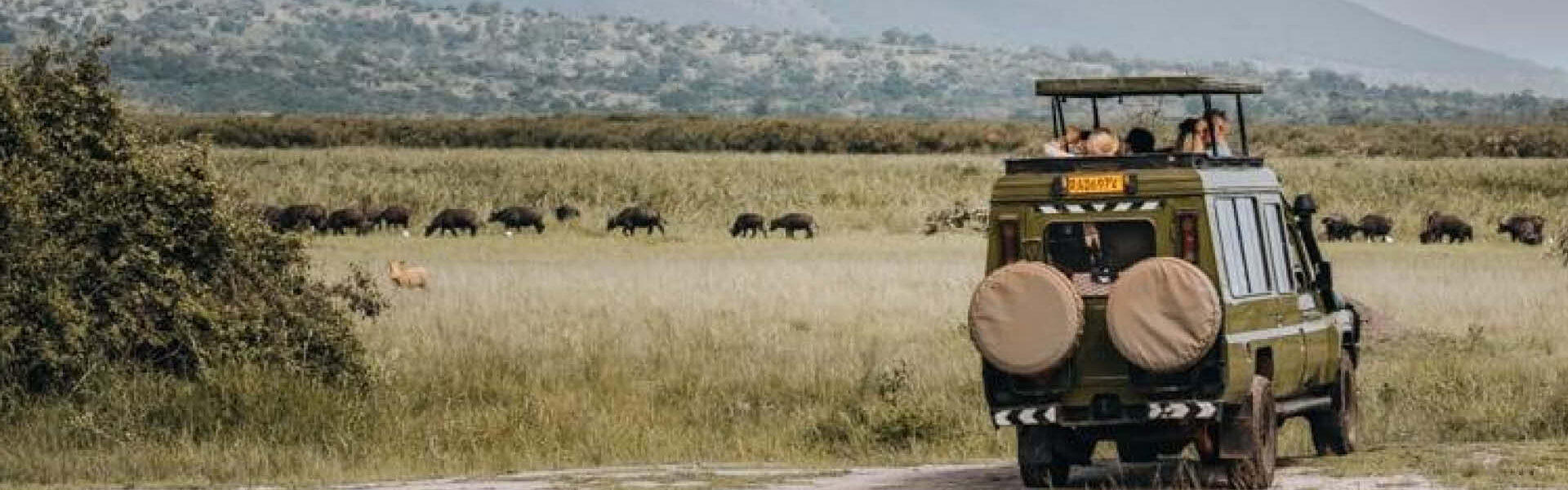 Safari vehicle carrying travellers through open savannah grassland with a herd of buffaloes in the distance