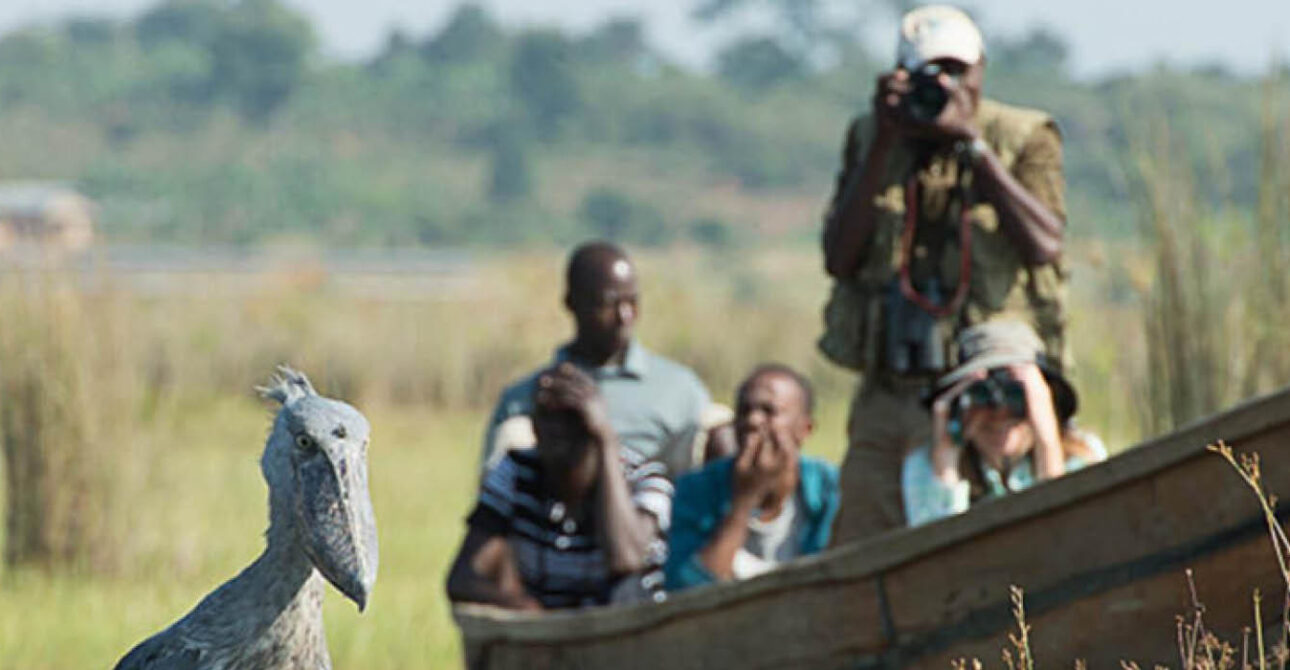 shoebill birding uganda wetland