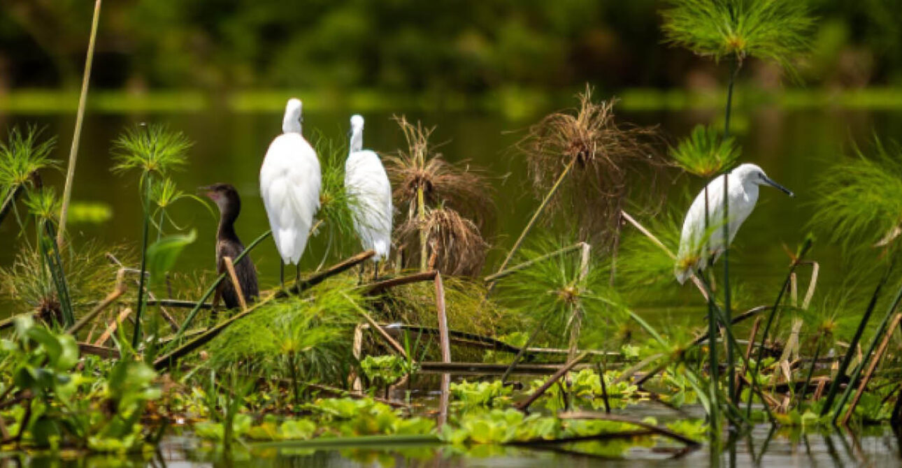 Uganda birding in changing seasonal conditions
