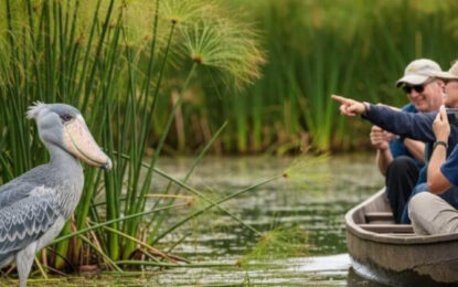 Uganda Birding: Destinations, Habitats, Birds and Safari Planning