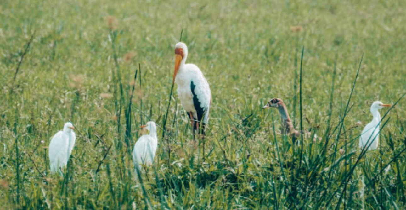 uganda birding destinations