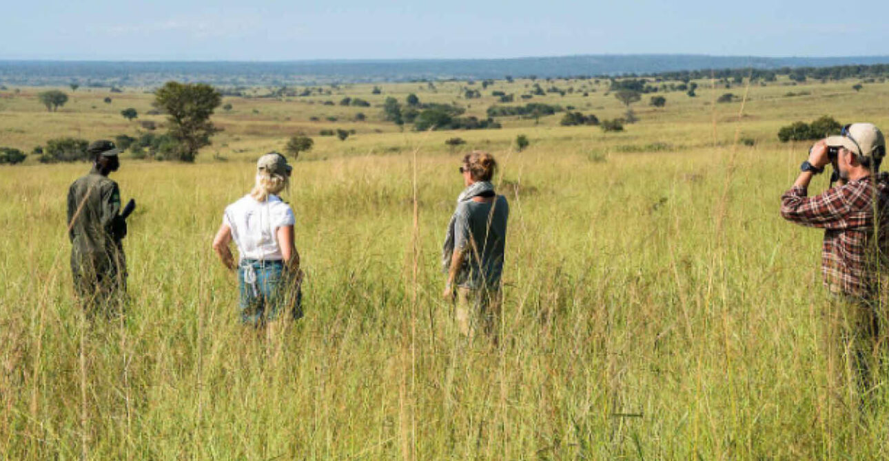 Birders exploring a Ugandan habitat during a birding safari