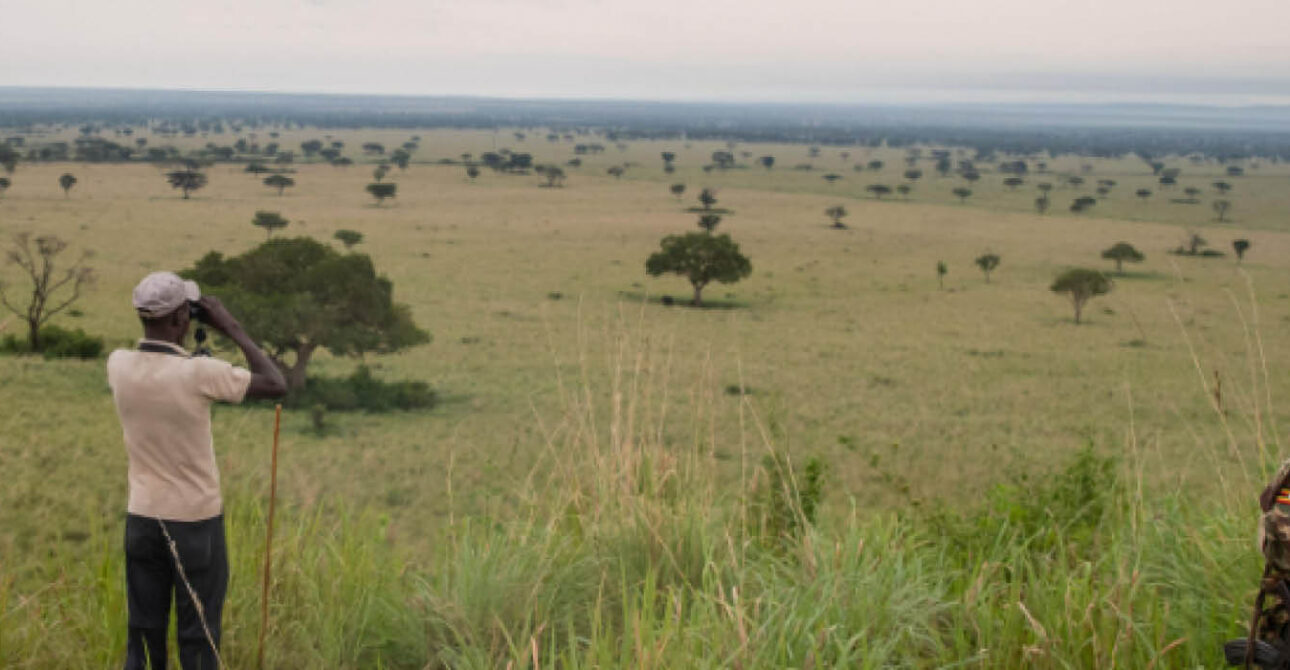Birders exploring a forest habitat with a guide in Uganda