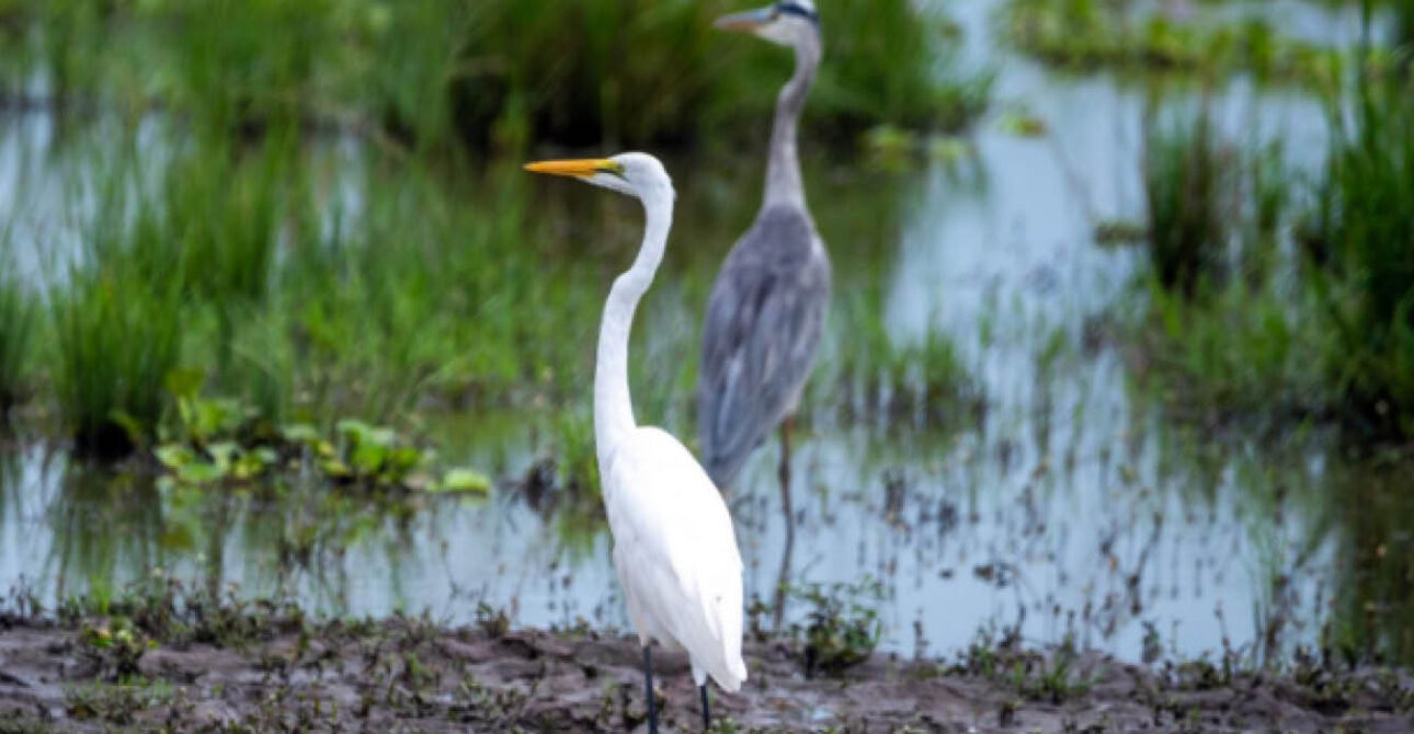 uganda birding seasons