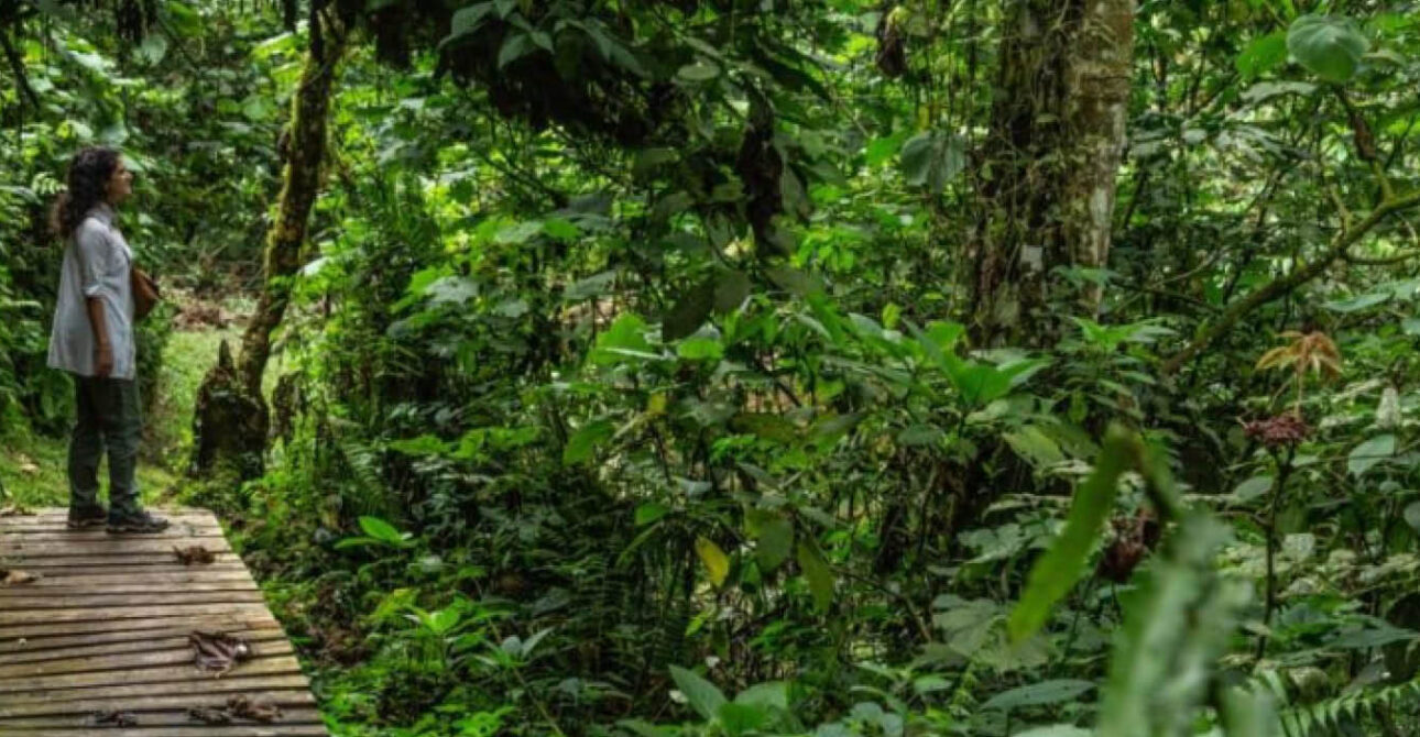 Forest nature walk in Uganda