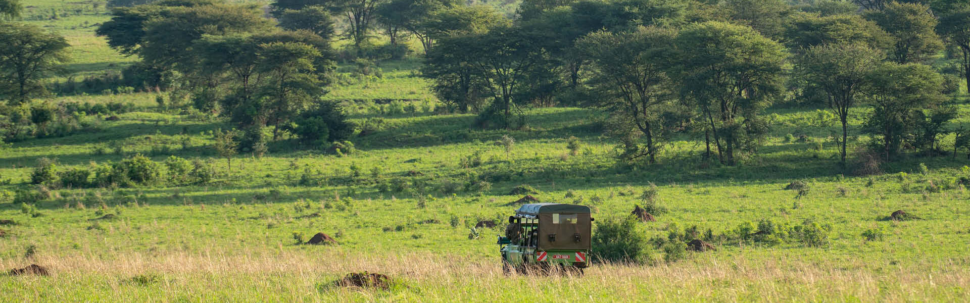 Safari vehicle travelling through green savannah grassland during a guided wildlife game drive in Uganda.