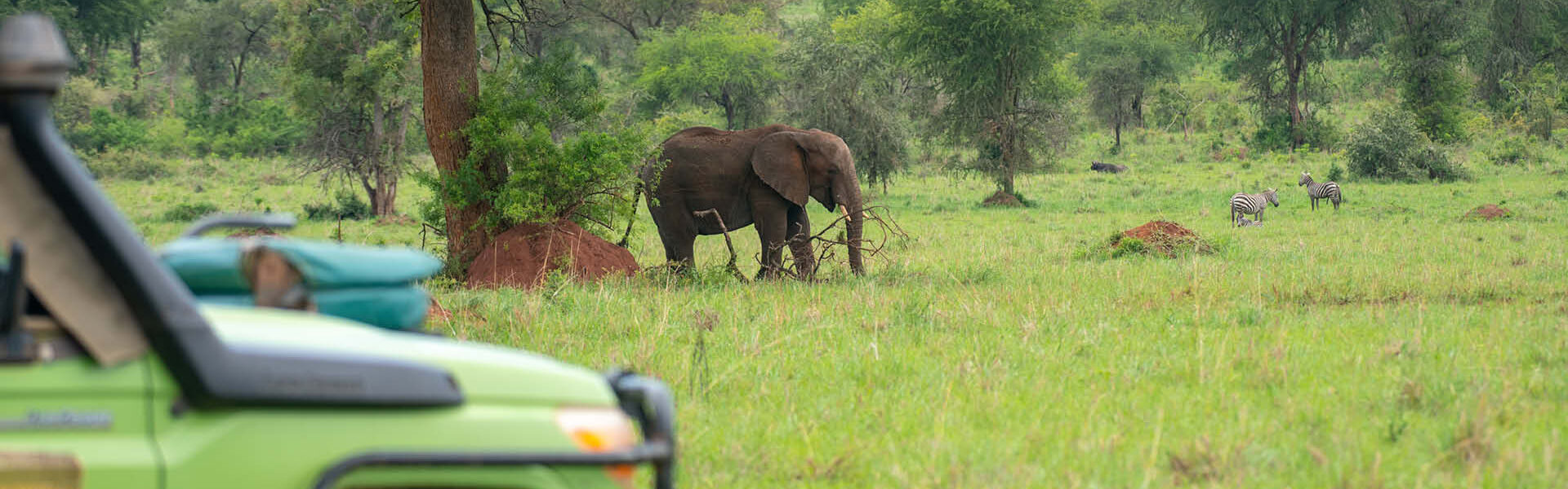 Elephant viewed from a safari vehicle during a wildlife safari in Uganda