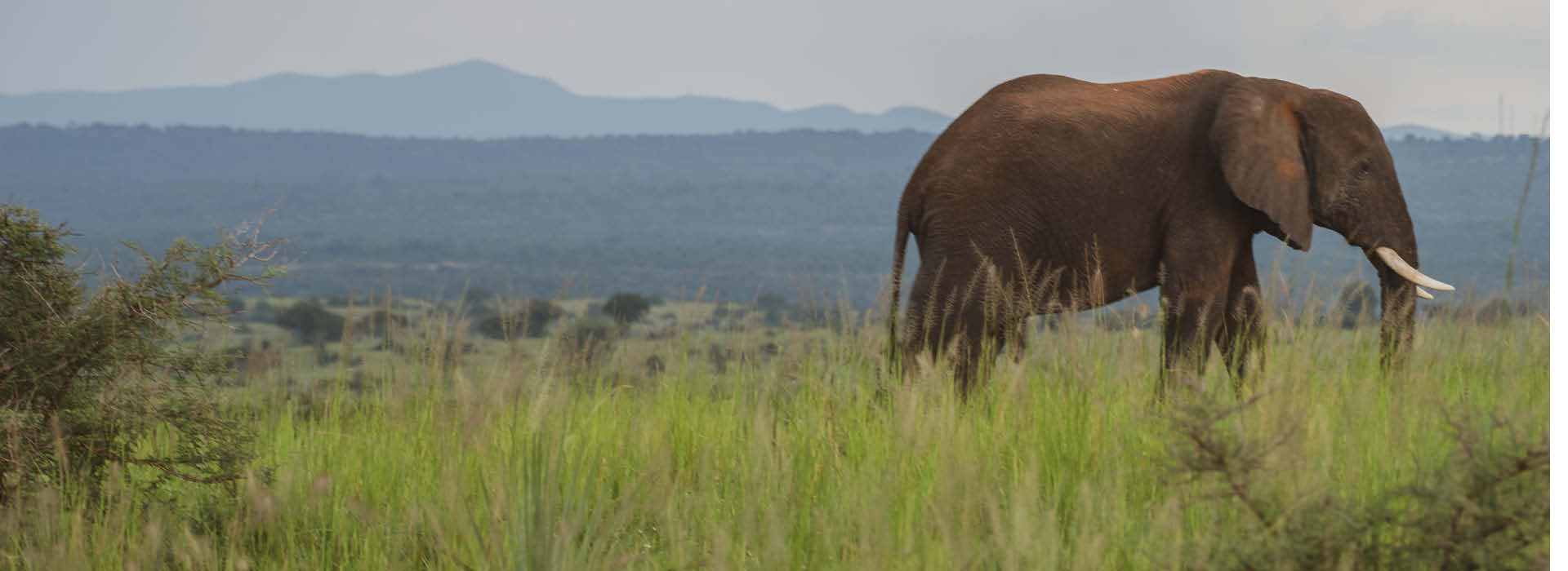 An Elephant grazing in Queen Elizabeth National Park during a Uganda safaris