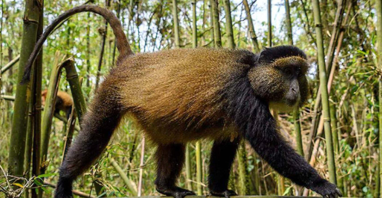 Golden monkey in its natural bamboo forest habitat in Volcanoes National Park, Rwanda.