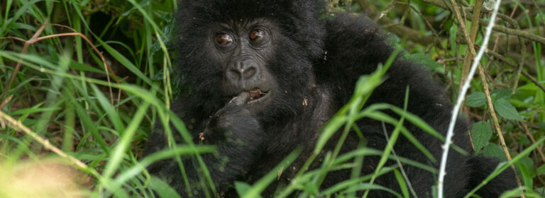 Mountain gorilla in the forest of Volcanoes National Park, Rwanda, within the Virunga Mountains.