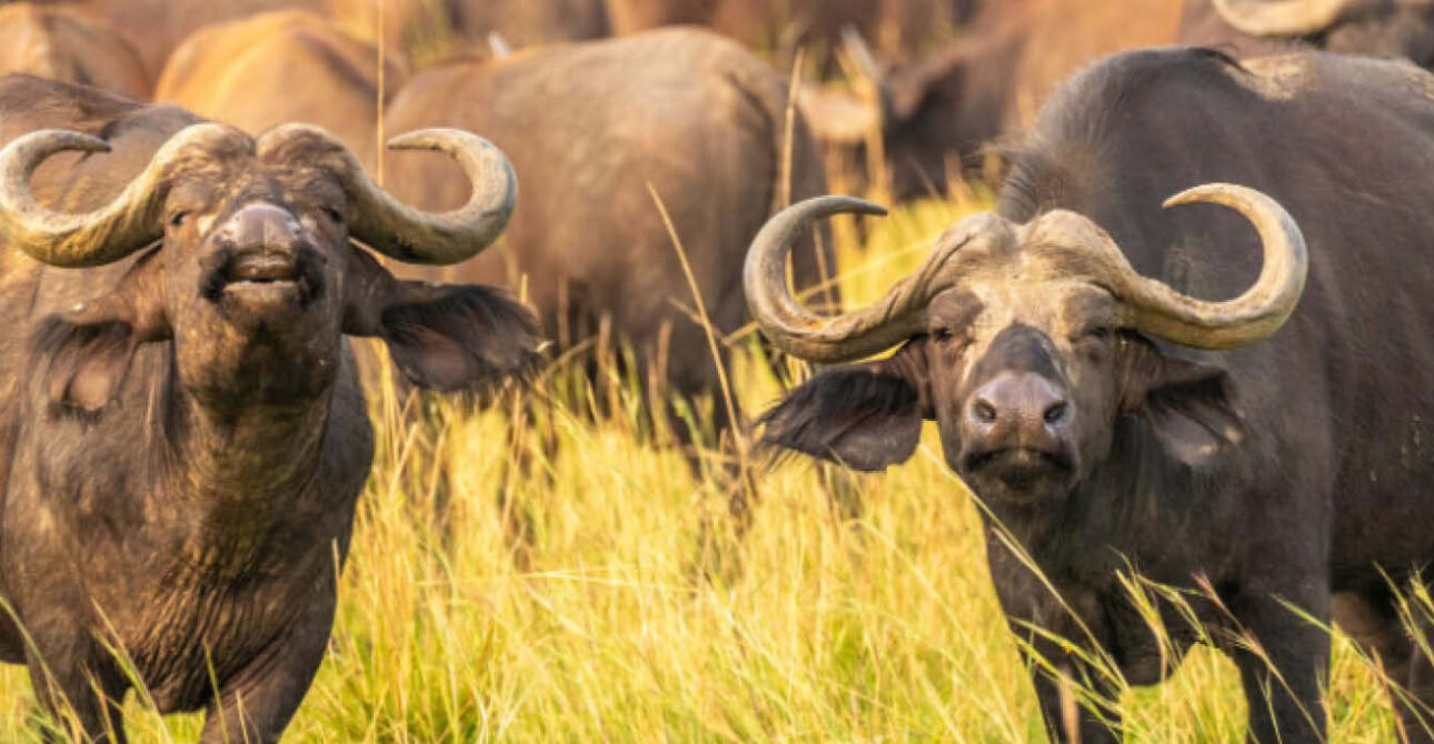 African buffalo herd during a wildlife safari in Murchison Falls, Uganda