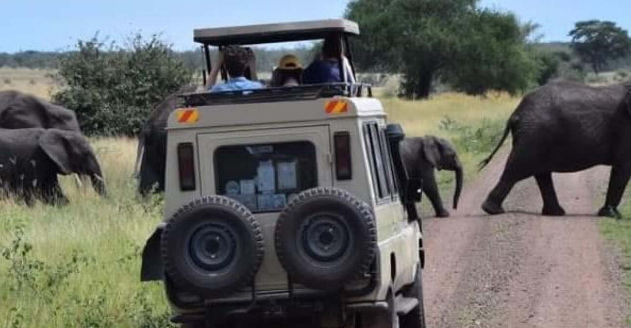 wildlife safari elephants uganda