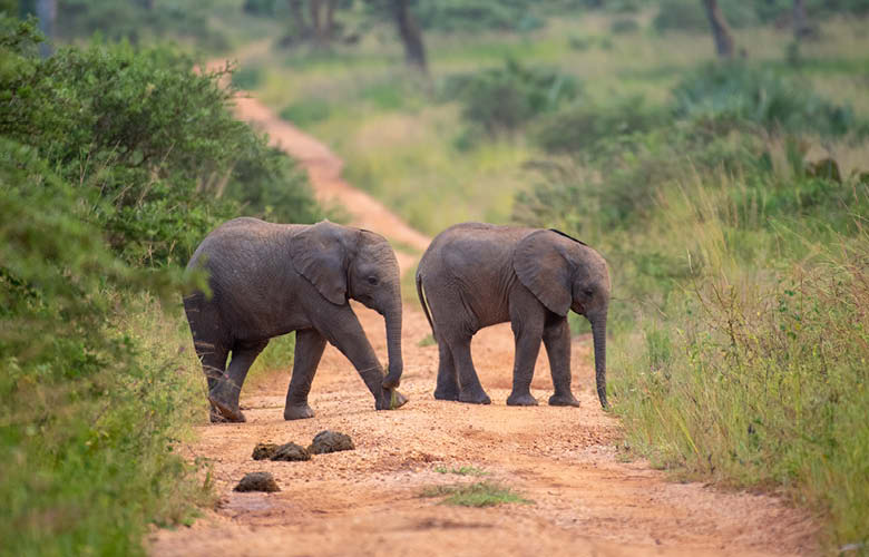 Wildlife Safaris Company
