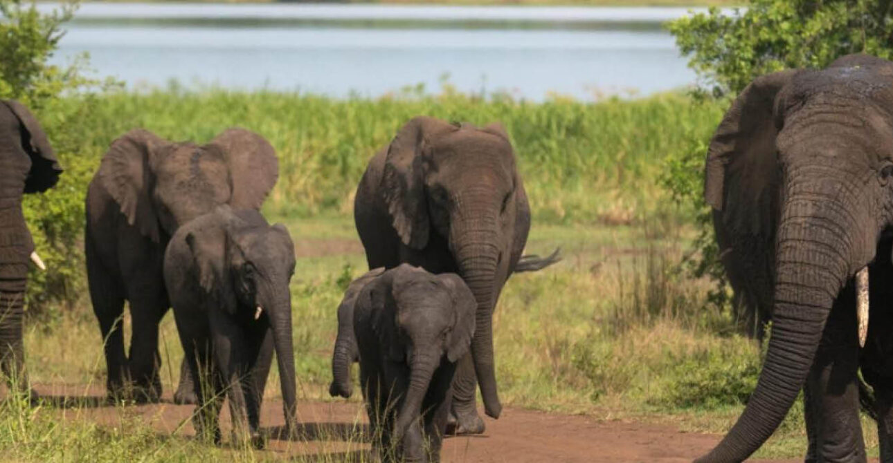 Elephants in a savannah landscape during wildlife viewing in Uganda