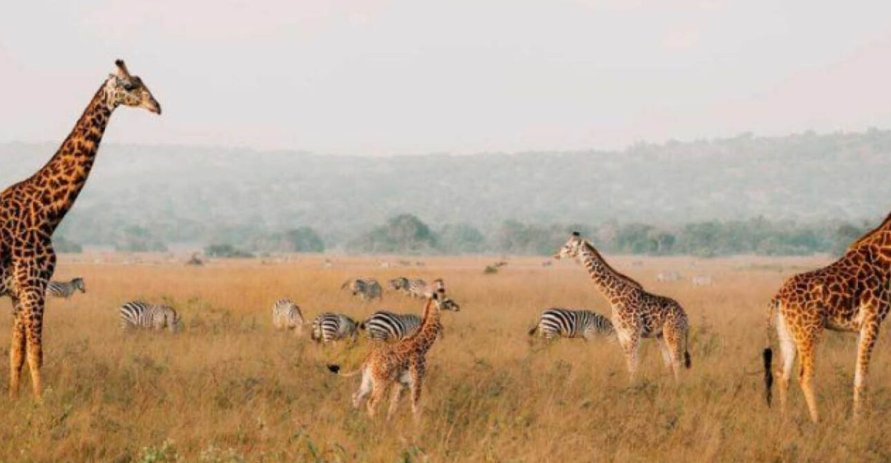 Giraffes and zebras in Akagera National Park, Rwanda