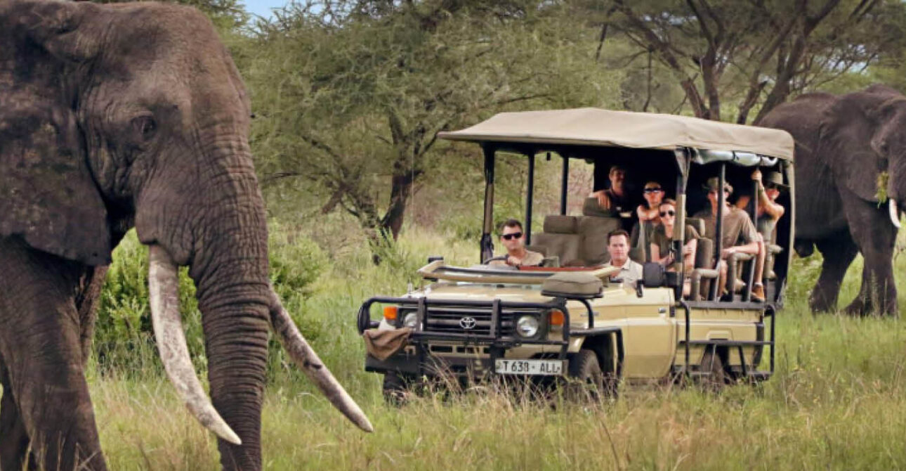 Travellers viewing elephants from a safari vehicle during a wildlife safari