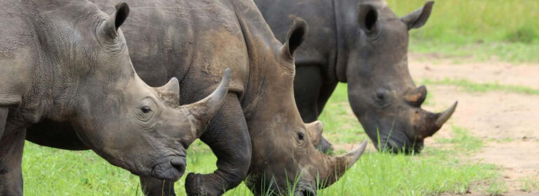 Southern white rhinos at Ziwa Rhino Sanctuary in Nakasongola, Uganda, surrounded by natural savannah habitat.